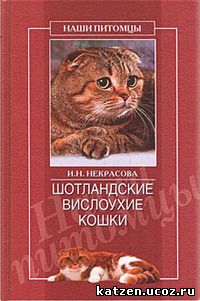 Шотландская вислоухая кошка
