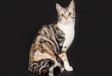 Американская жесткошёрстная кошка - порода короткошёрстных кошек со своеобразным строением шерсти. Кошка среднего размера с крепким, мускулистым телосложением