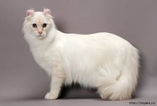 Американский кёрл-порода полудлинношёрстных и короткошёрстных кошек. Кошка средних размеров, пропорциональна, имеет шелковистую шерсть средней длины с плотно прилегающими к телу волосками