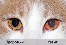Болезни глаз у кошек довольно широко распространены. Они подразделяются на несколько видов, и большинство из них довольно легко излечимы медикаментозными либо оперативными методами