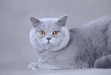 Британская короткошёрстная кошка-порода домашней кошки.Шерсть у британской кошки очень пушистая и мягкая, но довольно короткая