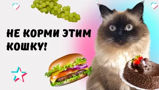 Многие владельцы кошек не всегда осознают, что некоторые продукты, которые кажутся нам безопасными и даже полезными, могут быть вредны для их здоровья