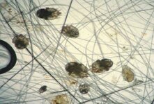Чесотка у кошек – достаточно редкое заболевание, которое вызывается паразитированием мелких клещей на коже животного. Чесоткой принято называть такое заболевание кошек, как нотоэдроз, хотя существуют и другие клещевые болезни кожи, способные вызвать зуд