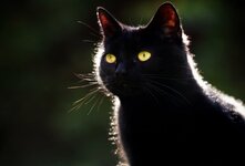 Черный кот отличается необычной внешностью. Люди винят это животное во всех своих несчастьях. Видимо, так выражается подсознательный страх перед красотой животных угольного цвета. А ведь этот окрас встречается практически во всех породах кошек.