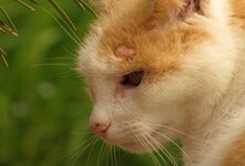 Экзема у кошек — острый аллергический дерматоз хронического характера с периодическими рецидивами. Воспалительное заболевание поражает поверхностные и иногда глубокие слои кожи животного