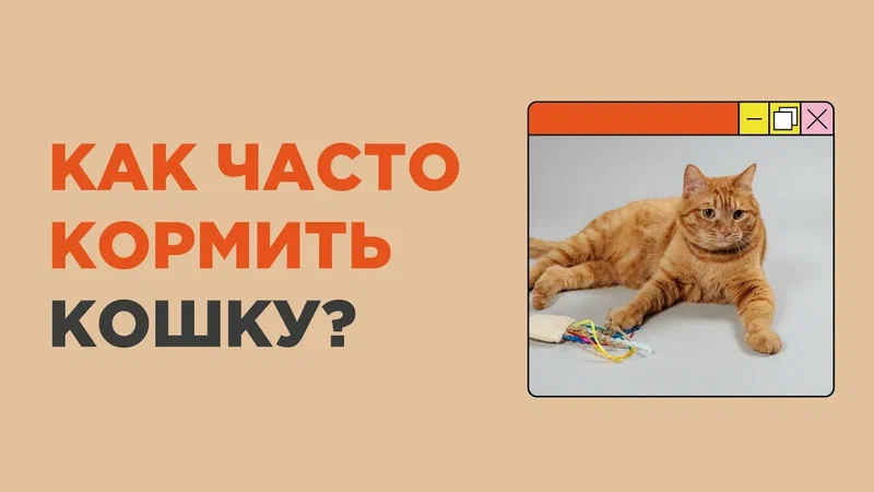 Частота кормления кошки определяется множеством факторов, и важно учитывать индивидуальные особенности вашего питомца