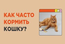 Котятам старше шести месяцев необходимо обеспечить не менее трех приемов пищи в день для достижения максимальной скорости роста. По достижении питомцем годовалого возраста, его можно кормить дважды в день