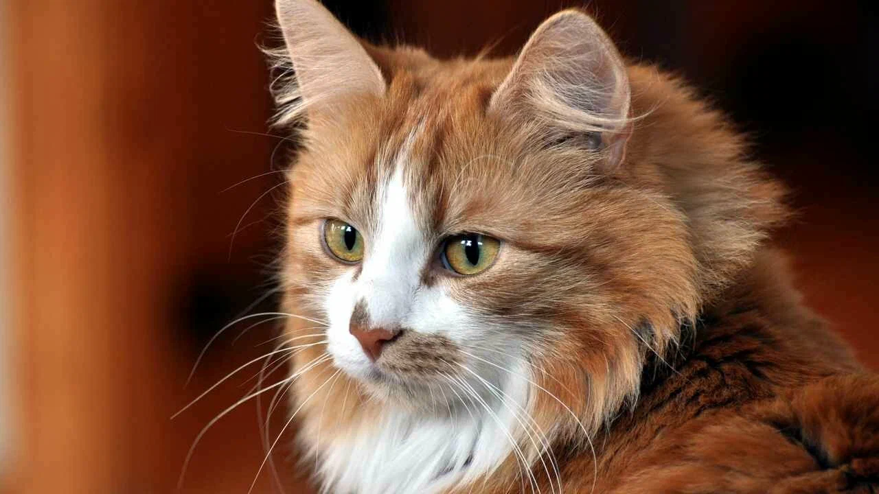 Кошки занимают особое место среди домашних животных, сочетая в себе популярность и таинственность