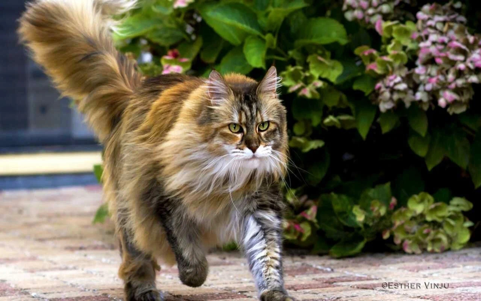 У каждой породы кошек свой неповторимый характер и внешность. Имя, выбранное с учётом этих особенностей, не только подчеркнёт индивидуальность питомца, но и будет звучать гармонично