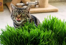 Некоторые растения, которые могут привлечь кошек: кошачья мята; пырей ползучий; пророщенный овёс или пшеница; осока; валериана; тимьян.