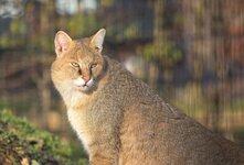 Камышовый кот-хищное млекопитающее из семейства кошачьих.Камышовый кот является довольно большим животным. Размеры его тела могут достигать  ста двадцати сантиметров, тогда как высота животного – до полуметра. Он очень независим,смел и умён