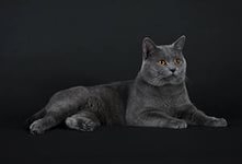 Картезианская кошка-порода короткошёрстных кошек.Телосложение у животных плотное,крепкое. Шерсть допускается любых оттенков голубого цвета