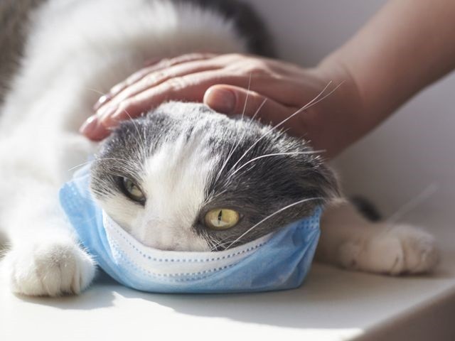 Коронавирус у кошек – это инфекционное заболевание, вызываемое вирусом из семейства Coronaviridae. Коронавирус является возбудителем таких заболеваний кошек, как коронавирусный гастроэнтерит и инфекционный перитонит (гепатит)