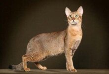 Кошка чаузи-новая порода кошек,полученная от скрещивания абиссинской кошки и дикого камышового кота.Плотно сбитое и тяжёлое туловище кошки имеет великолепно развитую мускулатуру.Кошки породы чаузи-весёлые и общительные животные