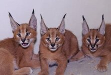 Кошка каракет-гибридная порода,призошедшая вследствие случайной вязки каракала и обычной домашней кошки.Каракеты сохраняют все внешние данные, характерные для каракала.Тело каракета характеризуется мускулистостью и высокими конечностями