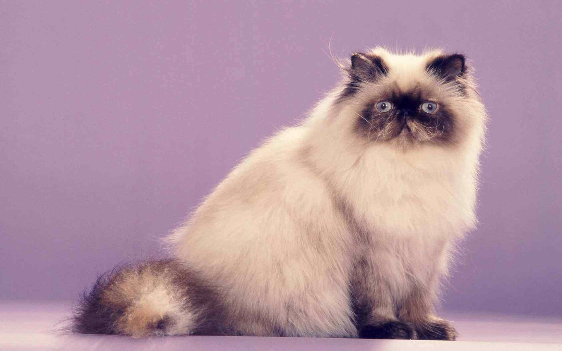 Персидская кошка колор пойнт — одна из наиболее популярных пород кошек