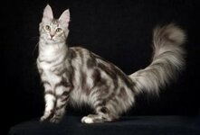 Мраморная кошка - мелкий хищник из семейства кошачьих , внешне похожа на дымчатого леопарда . Мраморные кошки немного крупнее обычных домашних кошек