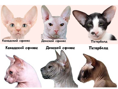 Сфинкс — порода кошек с уникальной бесшёрстной текстурой кожи. Имеет изящное телосложение, большие уши и выразительные глаза. Отличается дружелюбным характером и привязанностью к людям