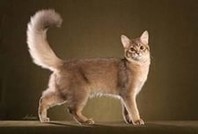 Кошка сомали- длинношёрстная порода,произошедшая от абиссинской.Типичный признак породы кошек сомали-тикированный окрас шерсти.Пропорциональная кошка с развитой мускулатурой средней величины