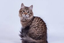 Табби кошка — любая домашняя кошка с характерной отметиной в форме буквы М на лбу, полосами у глаз и поперёк щёк, вдоль спины и вокруг ног и хвоста, а также (в зависимости от типа полосатой кошки) характерными узорами на теле — шее, плечах, боках и животе.