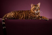 Тойгер-порода короткошёрстных домашних кошек.Корпус кошек тойгеров сильный и массивный,тело растянутое,грудь широкая.Тойгеры отличаются уравновешенным характером,не злопамятные и не ревнивые коты,у которых отсутствует агрессиял