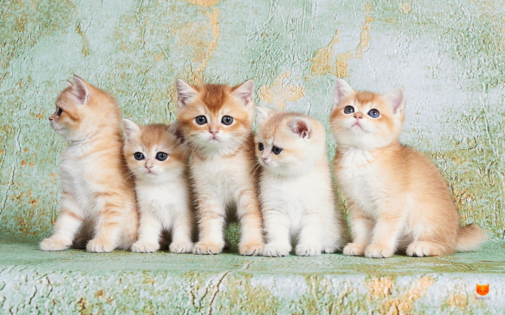Котята британской золотистой кошки