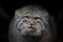 Кошка манул-хищное млекопитающее семейства кошачьих.Внешностью и размерами похож на домашнюю кошку,но отличается более короткими массивными туловищем и лапами,а также длинным густым мехом.Манул не приручается,а домашние условия не преемлемы