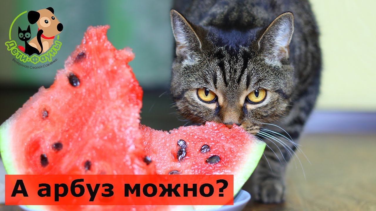 Вопрос о том, можно ли кошкам арбуз, не имеет однозначного ответа. Обычно небольшое количество этого фрукта не представляет опасности для кошек