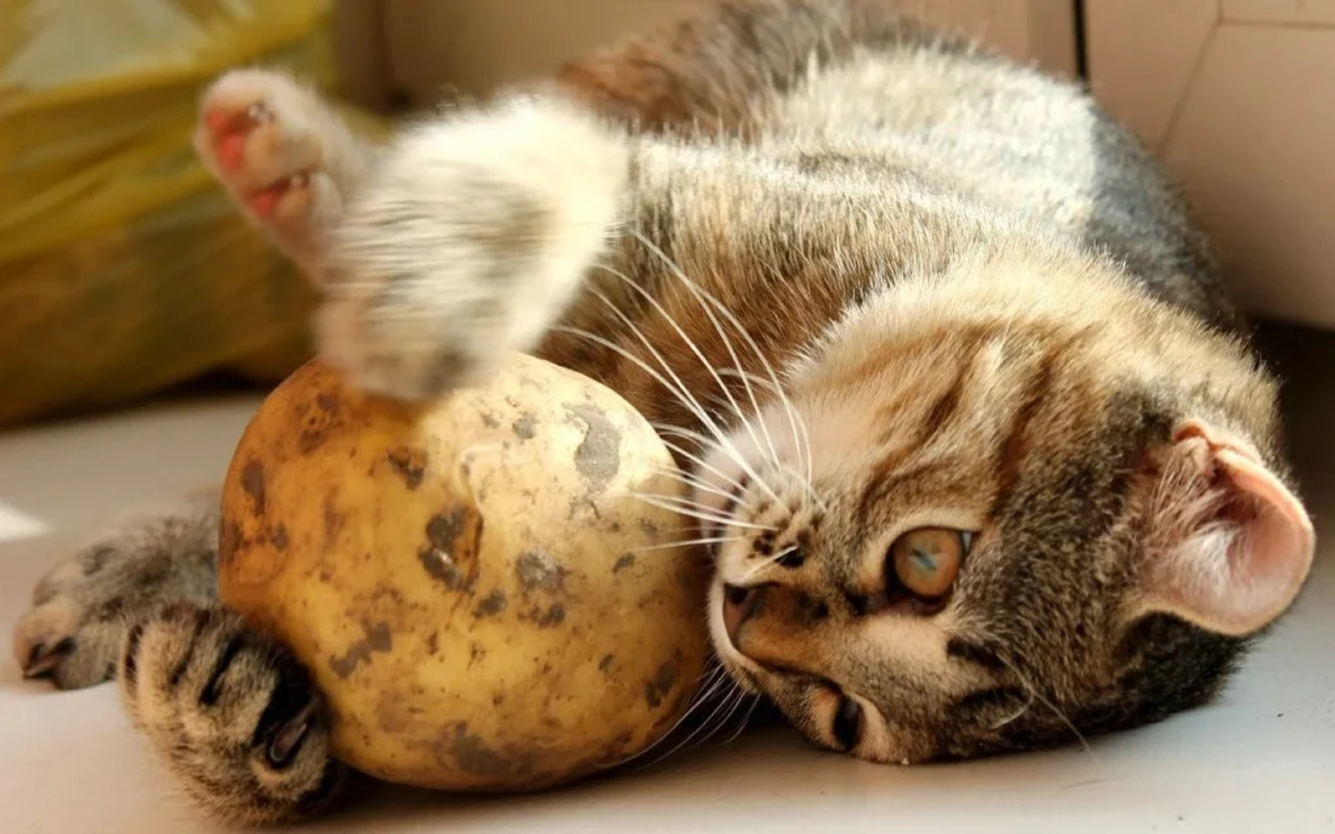 Можно с уверенностью сказать, что некоторые кошки действительно проявляют интерес к картошке