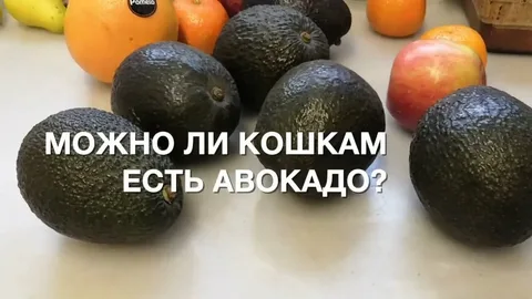 Можно ли кошкам есть авокадо? Нет, кошкам нельзя давать авокадо