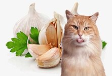 Не рекомендуется давать кошкам чеснок, так как он может вызвать у них отравление и привести к серьезным проблемам со здоровьем. Кроме того, кошки не обладают ферментом, необходимым для переваривания чеснока, что может стать причиной расстройства желудка и пищеварительных расстройств