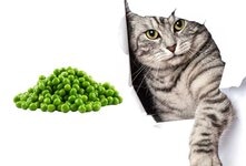 Можно ли давать кошкам горох? Ответ положительный, однако следует помнить, что его нужно давать в умеренных количествах и только после тщательной термической обработки