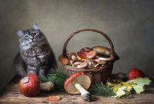 Кошкам не следует есть грибы. В их составе есть хитин, который не переваривается в желудочно-кишечном тракте кошек. Кроме того, некоторые виды грибов содержат токсины, которые могут вызвать отравление и серьёзные проблемы со здоровьем у вашего питомца
