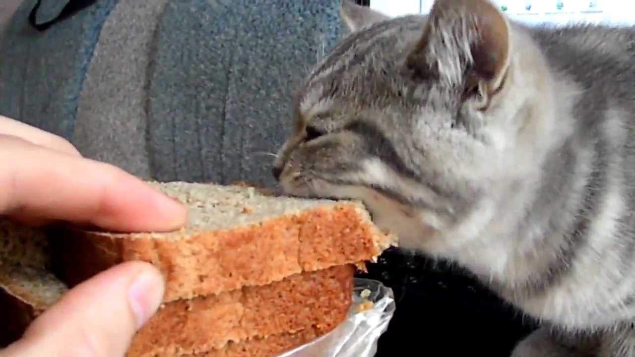Можно ли кошкам давать хлеб и как это влияет на их здоровье?