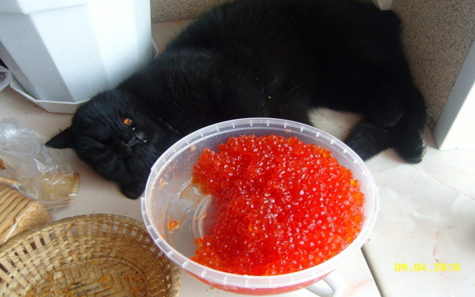 Кошки любят красную икру