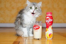 Кошкам можно давать йогурт, но только натуральный, без сахара и добавок. Он богат калием, кальцием и марганцем, что способствует укреплению иммунитета и улучшению работы пищеварительной системы. Однако, йогурт следует рассматривать как лакомство, а не как основной источник питания