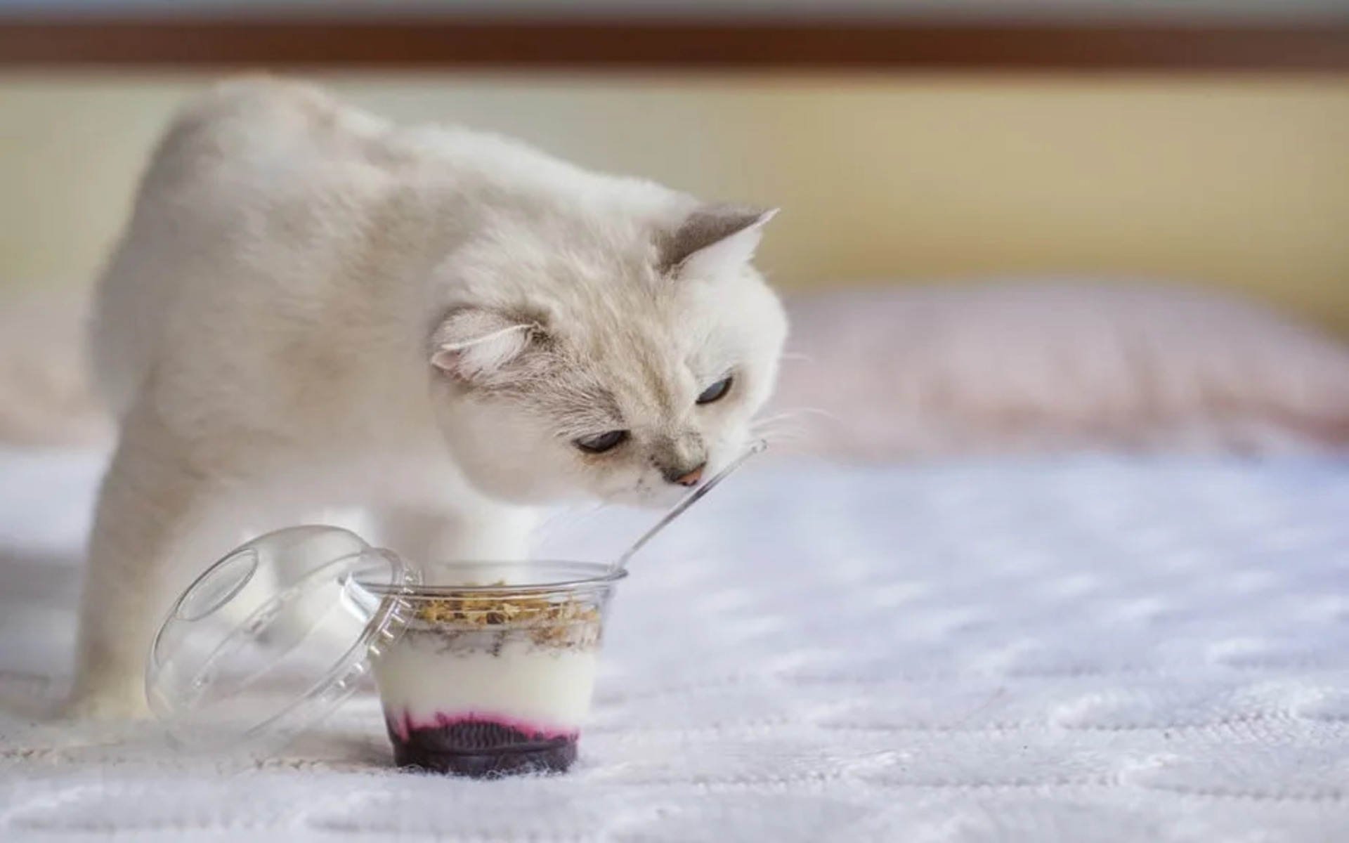 Кошкам не следует давать йогурты, в которых много сахара, жира и консервантов