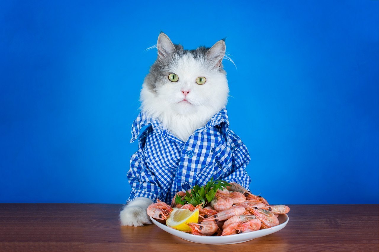Креветки — вкусный и питательный продукт, который может стать отличным дополнением к рациону кошек из-за высокого содержания полезных веществ. Однако, как и другие лакомства, креветки могут представлять опасность для здоровья вашего питомца