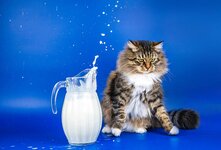 Вопрос о том, можно ли кошкам давать молоко, вызывает дискуссии среди владельцев этих животных и специалистов по их содержанию.