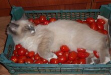 Кошкам не рекомендуется давать помидоры, так как они содержат гликоалкалоид соланин. Соланин может вызвать проблемы с пищеварением, рвоту и диарею, а в больших количествах – повредить нервную систему