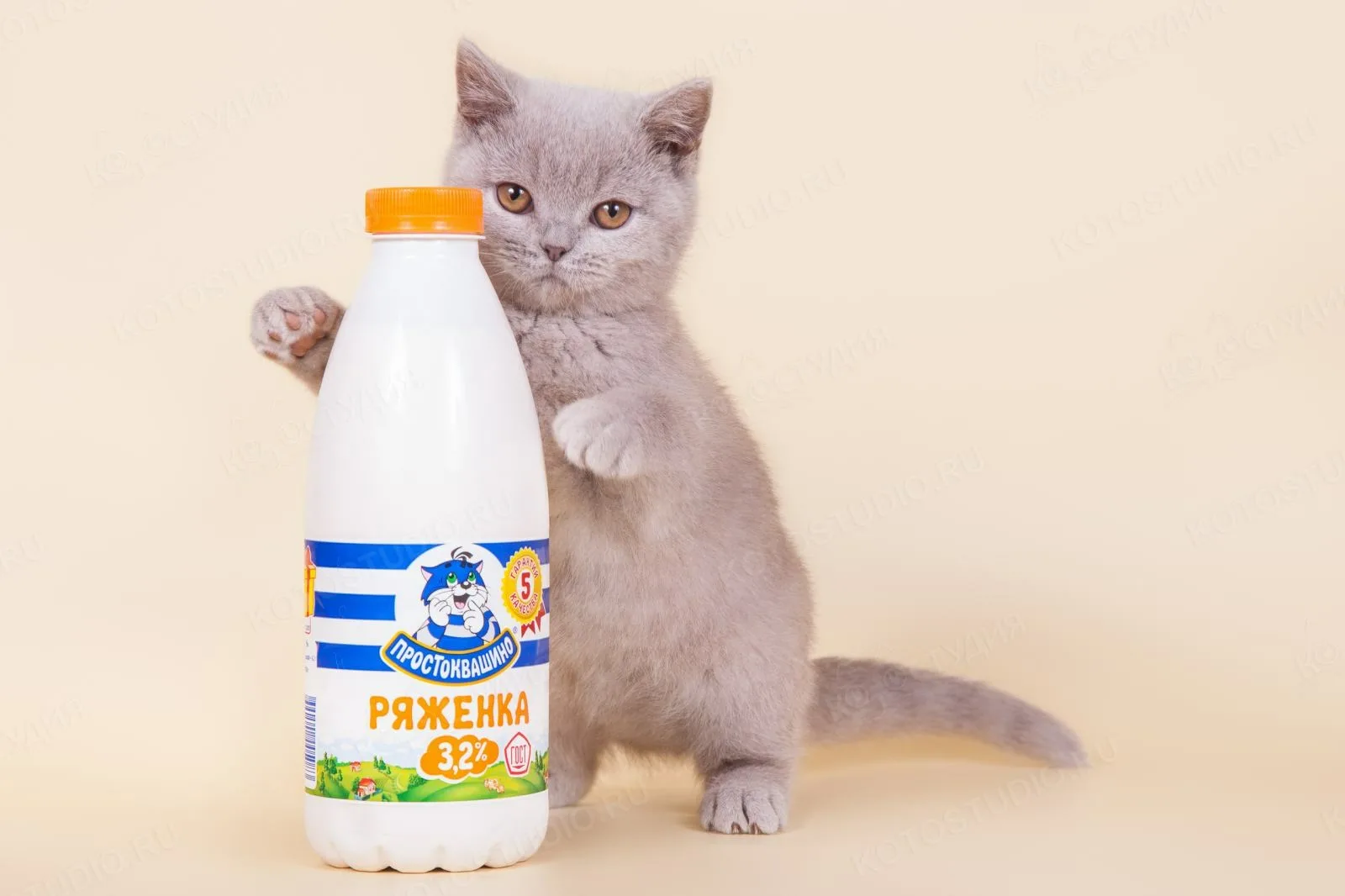 Ряженка не является продуктом, рекомендованным для кошек
