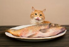 Корм для кошек Деликана - это сбалансированный, питательный и полезный корм премиум - класса для вашего питомца, в котором идеально подобраны все ингредиенты и их соотношения, помогающие сохранить здоровье и активность вашего четвероногого друга