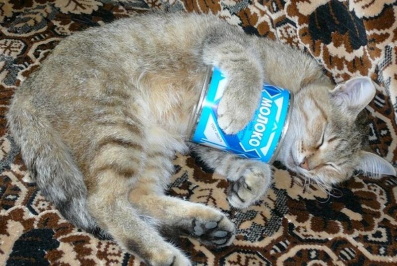 Можно ли кошкам сгущенку? Сгущённое молоко не является подходящим продуктом для кошек