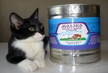 Кошкам нельзя давать сгущённое молоко, так как в нём содержится много сахара, что может привести к проблемам с зубами, ожирению, диабету и другим заболеваниям. Кроме того, сгущёнка имеет около 30% жирности, что может вызвать нарушения пищеварения у животных