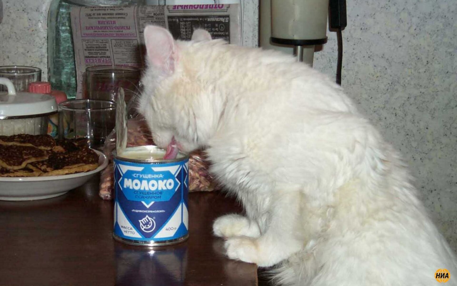 Сгущённое молоко — это лакомство, которым можно иногда угостить кошку