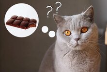 Не все продукты, которые едят люди, подходят кошкам, поэтому их рацион должен отличаться от нашего. Некоторые продукты могут нарушать пищеварение, а другие даже представлять опасность для здоровья. К числу таких вредных продуктов относится шоколад