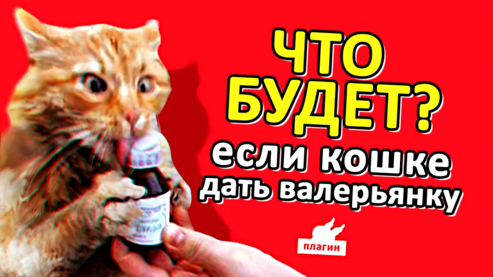 Можно ли давать кошкам валерьянку? Валерьянка в чистом виде, особенно в виде спиртовой настойки, для кошек не рекомендуется и может быть опасна