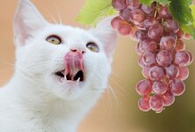  В винограде содержатся вещества, которые могут быть токсичны для кошек и привести к развитию почечной недостаточности. Если вы заметили, что ваша кошка съела виноград, рекомендуется обратиться к ветеринару для консультации