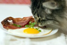 Кошки могут есть яйца, но важно понимать все риски и преимущества этого продукта. Вареные яйца могут стать отличным лакомством, если добавить их к обычному рациону вашей кошки.