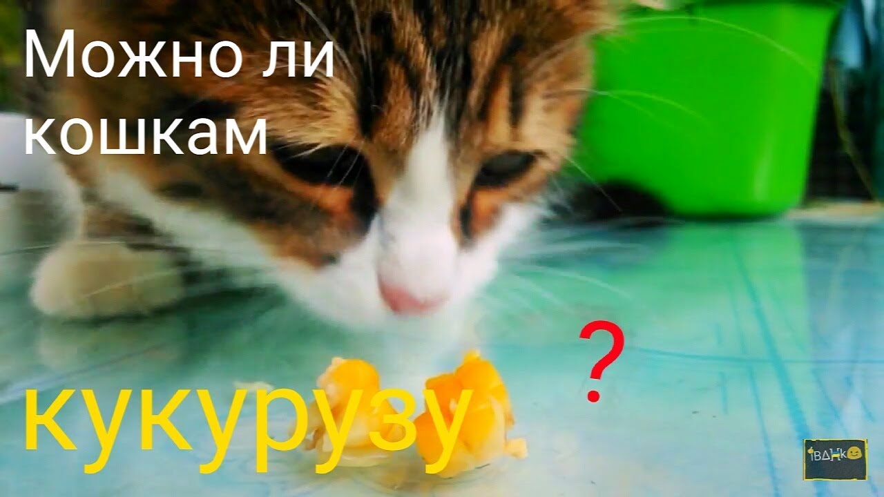 Кукуруза может быть включена в рацион кошек, но в умеренных количествах. Хотя они не могут полностью усвоить этот злак, он содержит клетчатку, полезную для здоровья кишечника